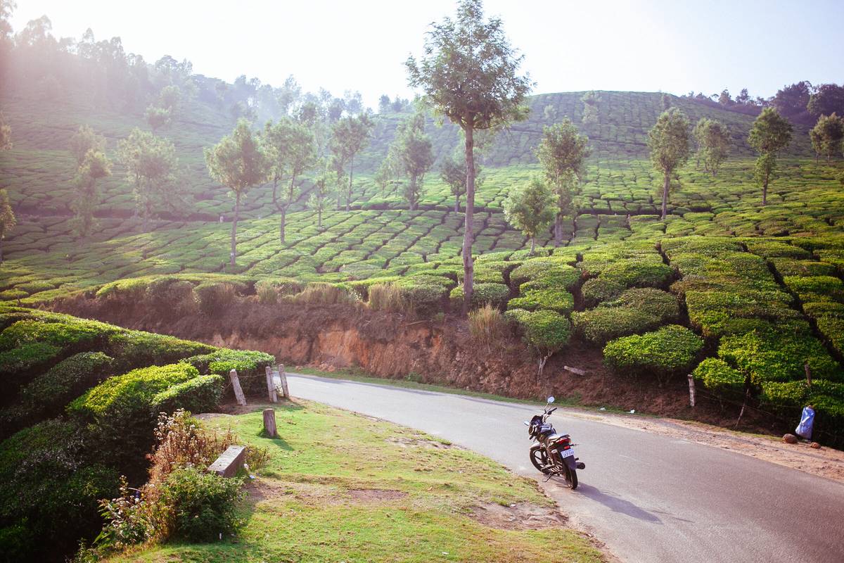 Tea fields near Munnar in India