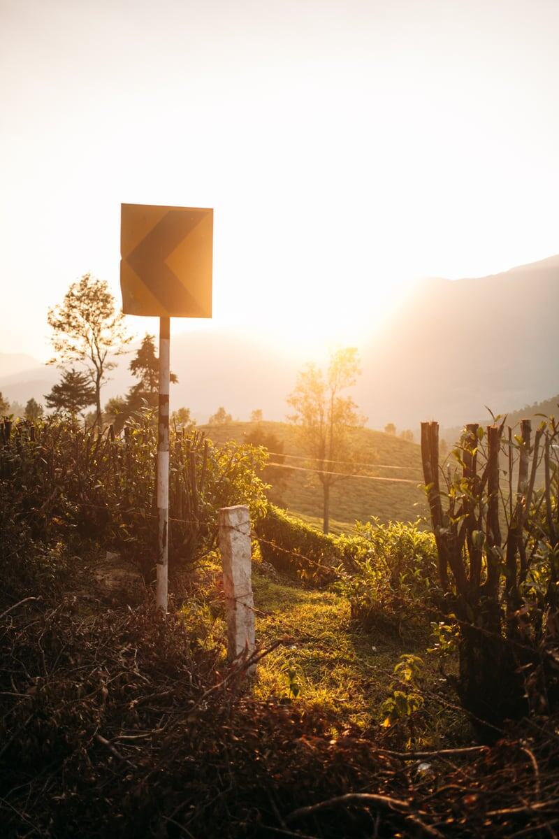 Munnar Top Station tea fields wrap around a sunlit hill road in Kerala, with the bend only guiding the eye. print option