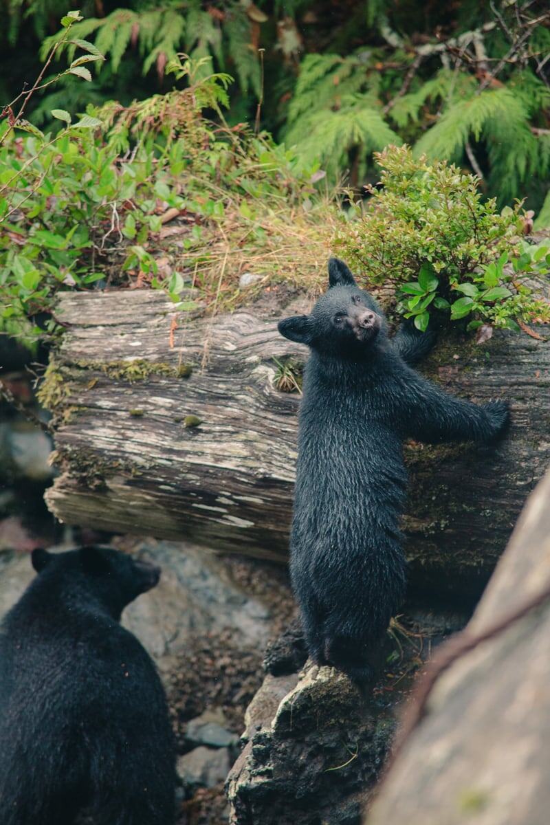 A black bear cub pauses beside green coastal water and driftwood, with its mother just behind. print option