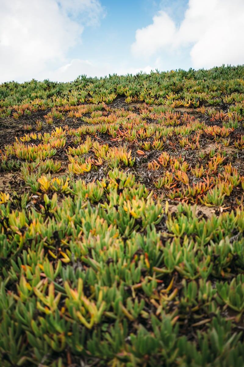 Coastal ice plant texture and bright sky from San Francisco. print option