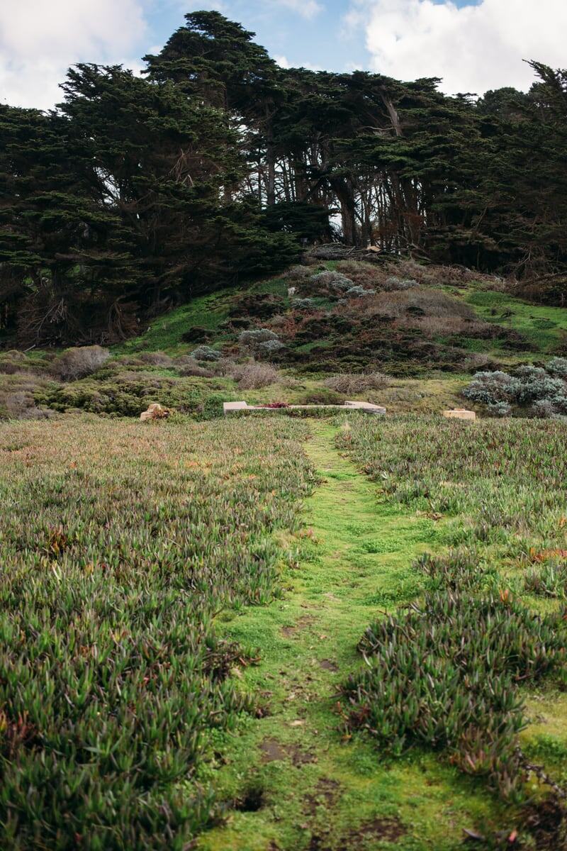 Wind-bent cypress and a narrow green path along the San Francisco coast. print option