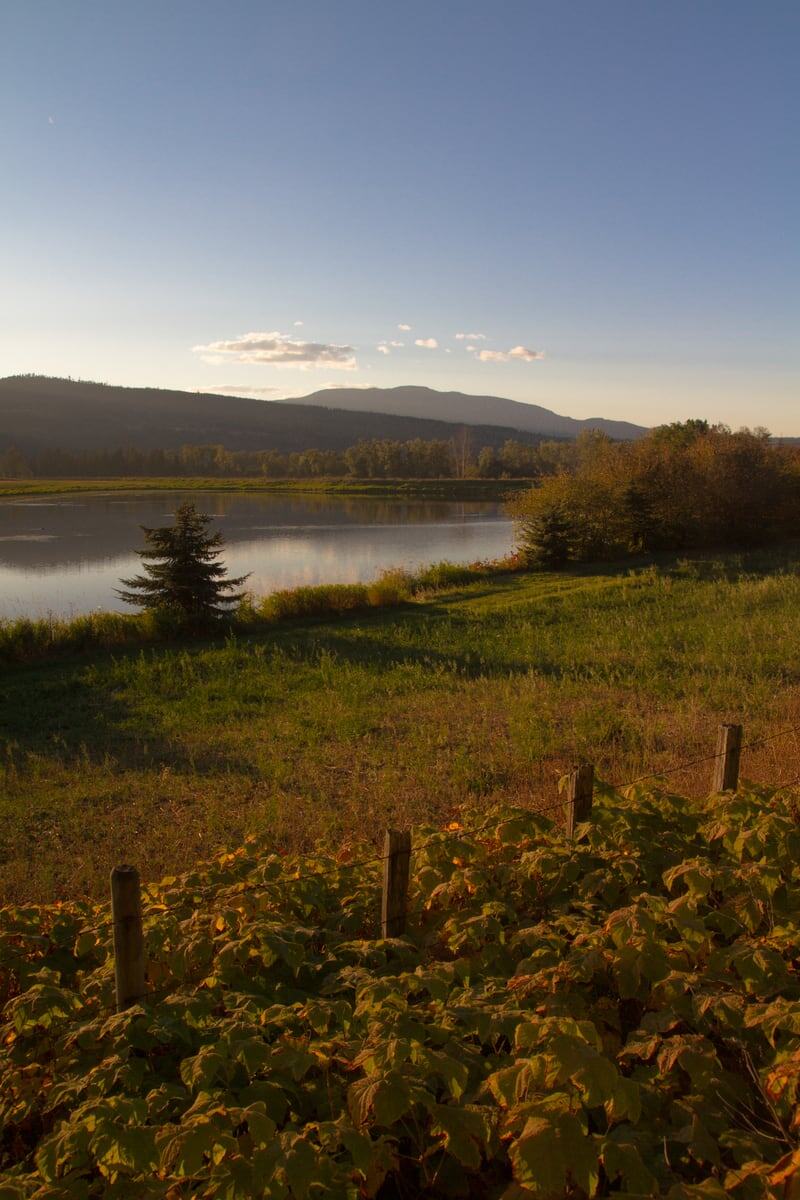 A lake edge and rows of vines sit beneath a clear mountain sky near Grindrod and Enderby, BC. print option