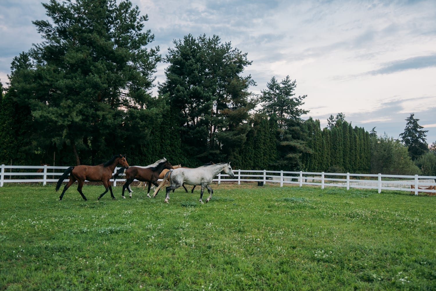 Ashton at the Ranch portraits story frame 8: Ranch portraits for Ashton in Kelowna, with horses, open pasture, quiet country styling and Okanagan light shaped into a grounded portrait story.