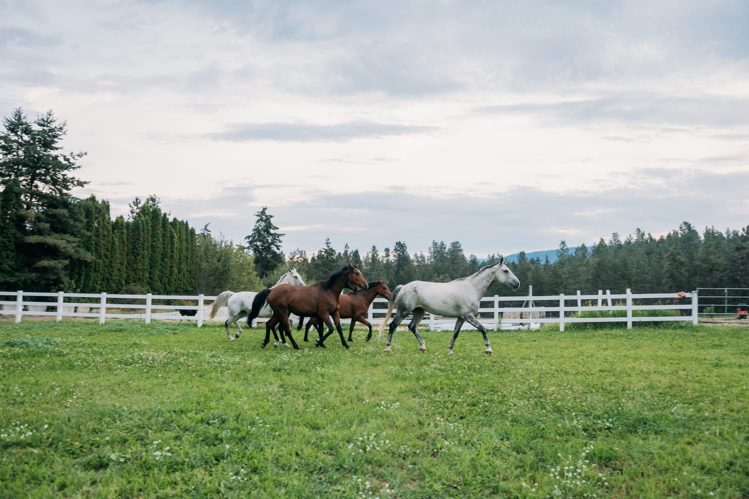 Ashton at the Ranch portraits story frame 9: Ranch portraits for Ashton in Kelowna, with horses, open pasture, quiet country styling and Okanagan light shaped into a grounded portrait story.