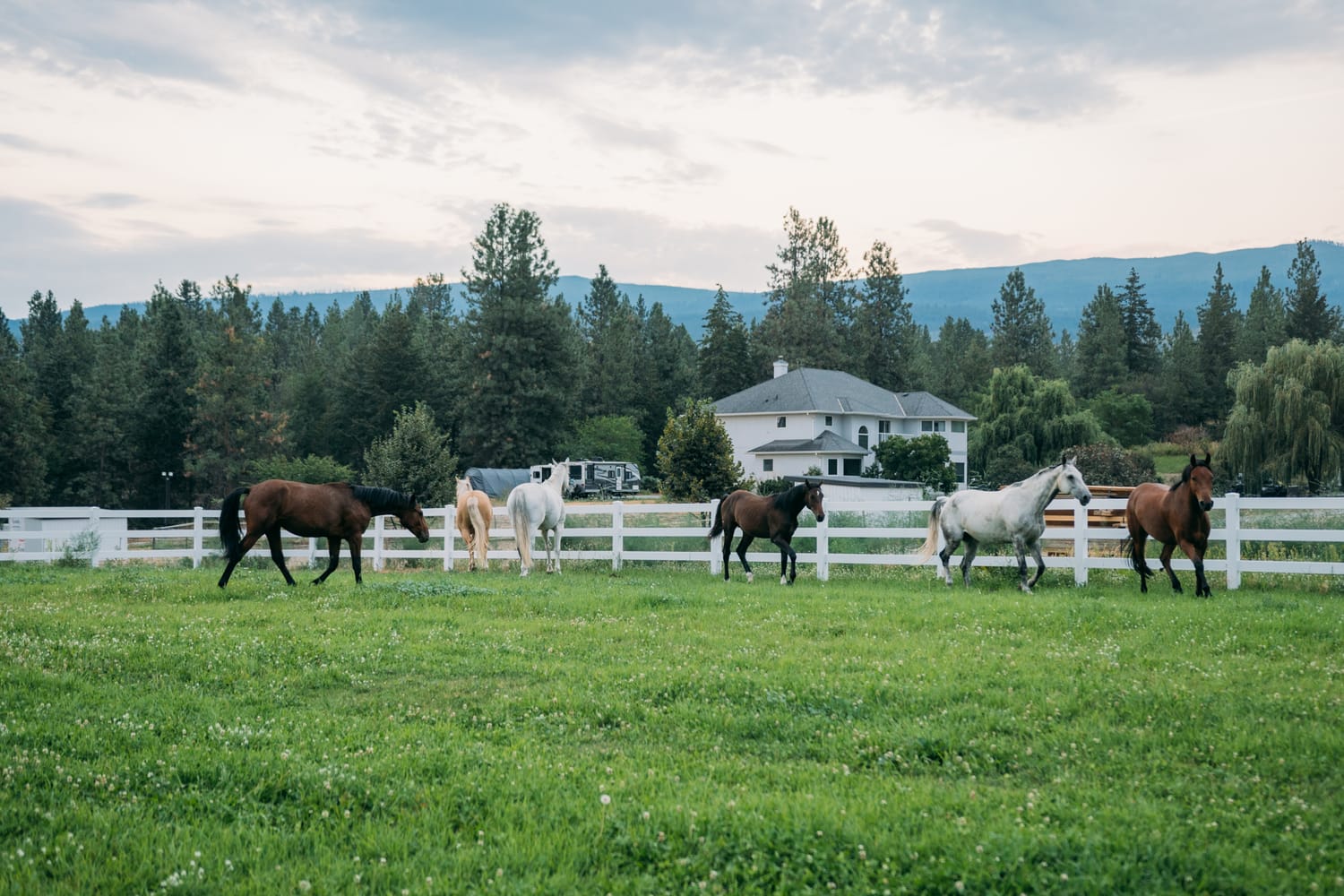 Ashton at the Ranch portraits story frame 12: Ranch portraits for Ashton in Kelowna, with horses, open pasture, quiet country styling and Okanagan light shaped into a grounded portrait story.