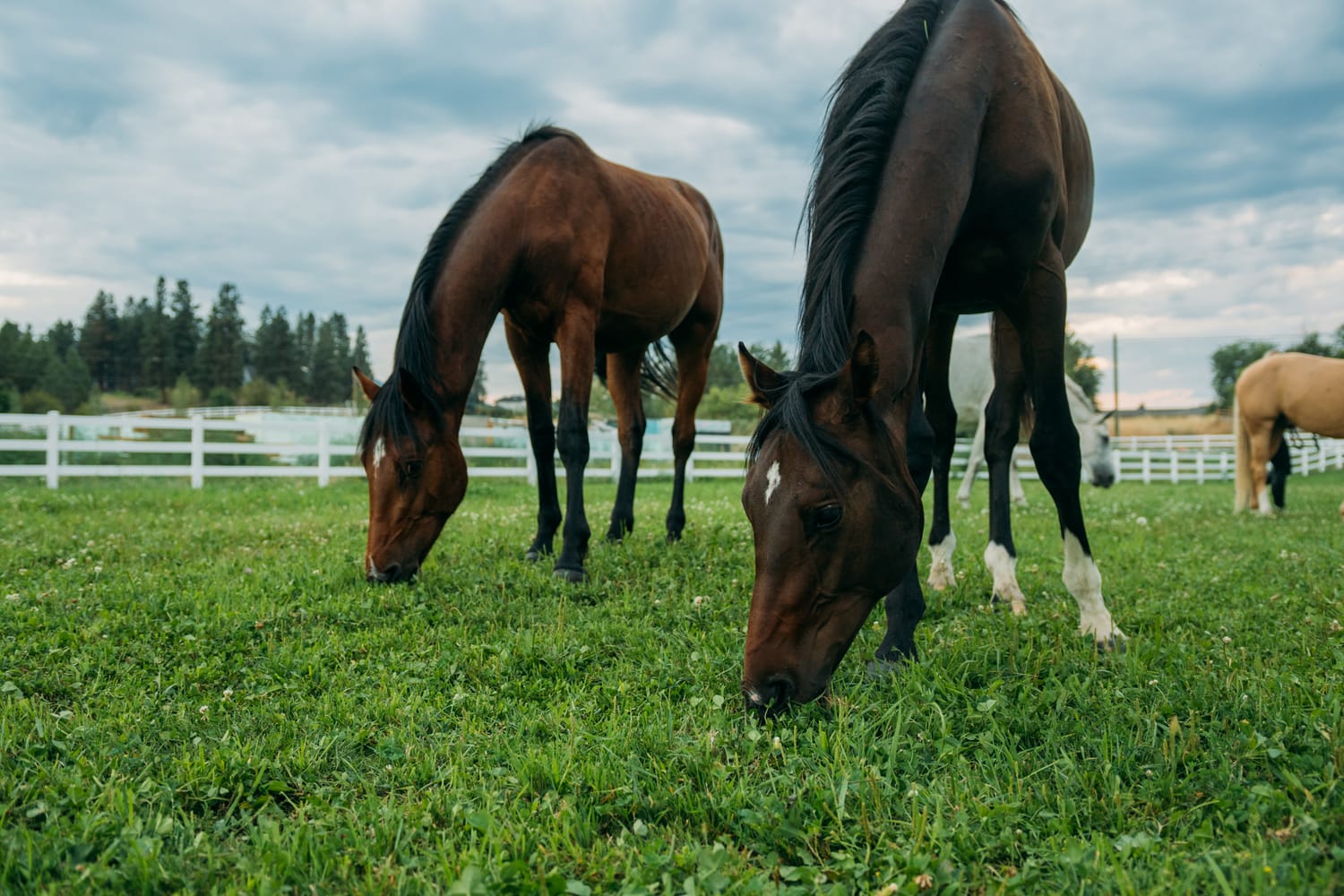 Ashton at the Ranch portraits story frame 16: Ranch portraits for Ashton in Kelowna, with horses, open pasture, quiet country styling and Okanagan light shaped into a grounded portrait story.