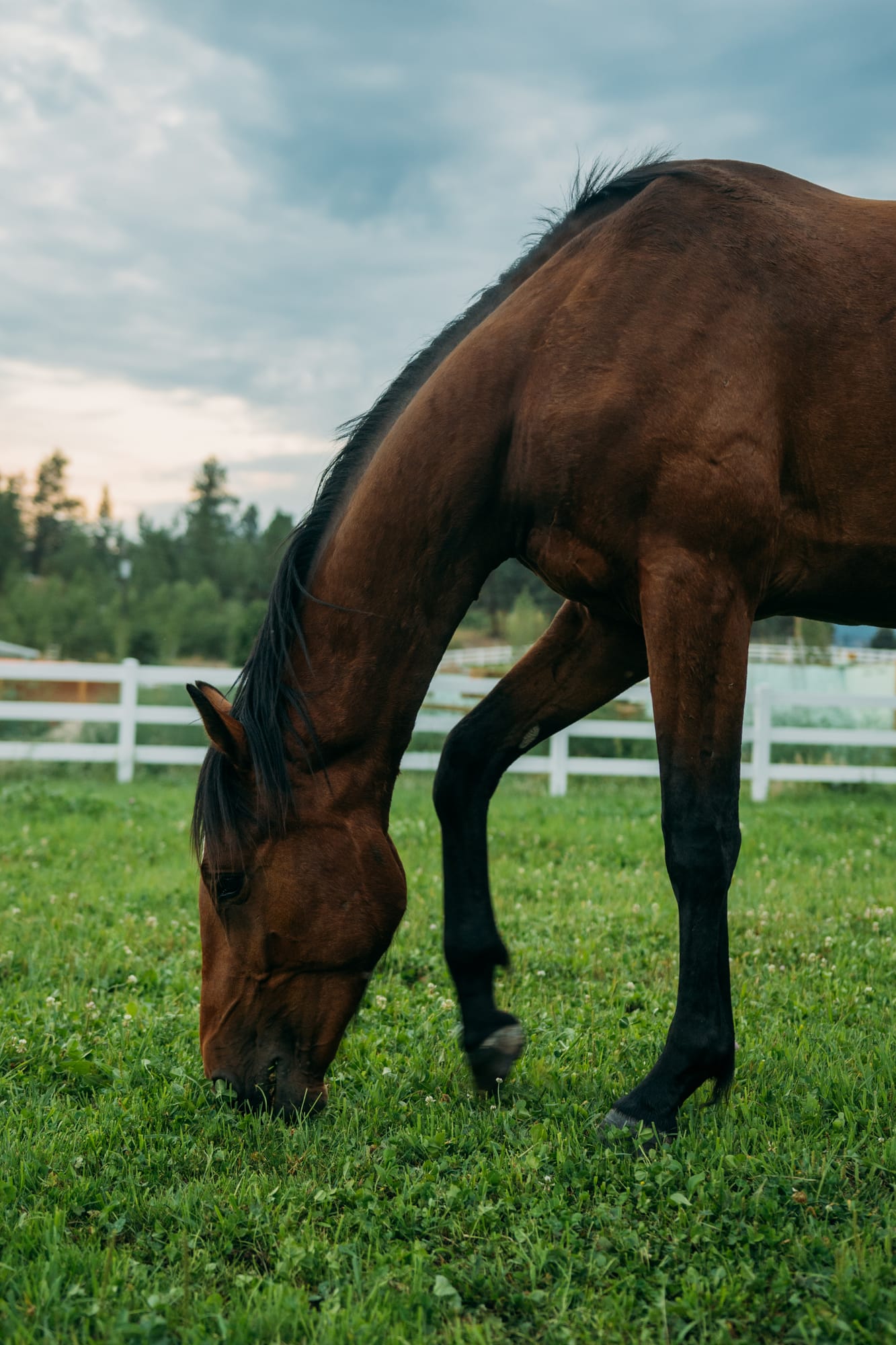 Ashton at the Ranch portraits story frame 17: Ranch portraits for Ashton in Kelowna, with horses, open pasture, quiet country styling and Okanagan light shaped into a grounded portrait story.