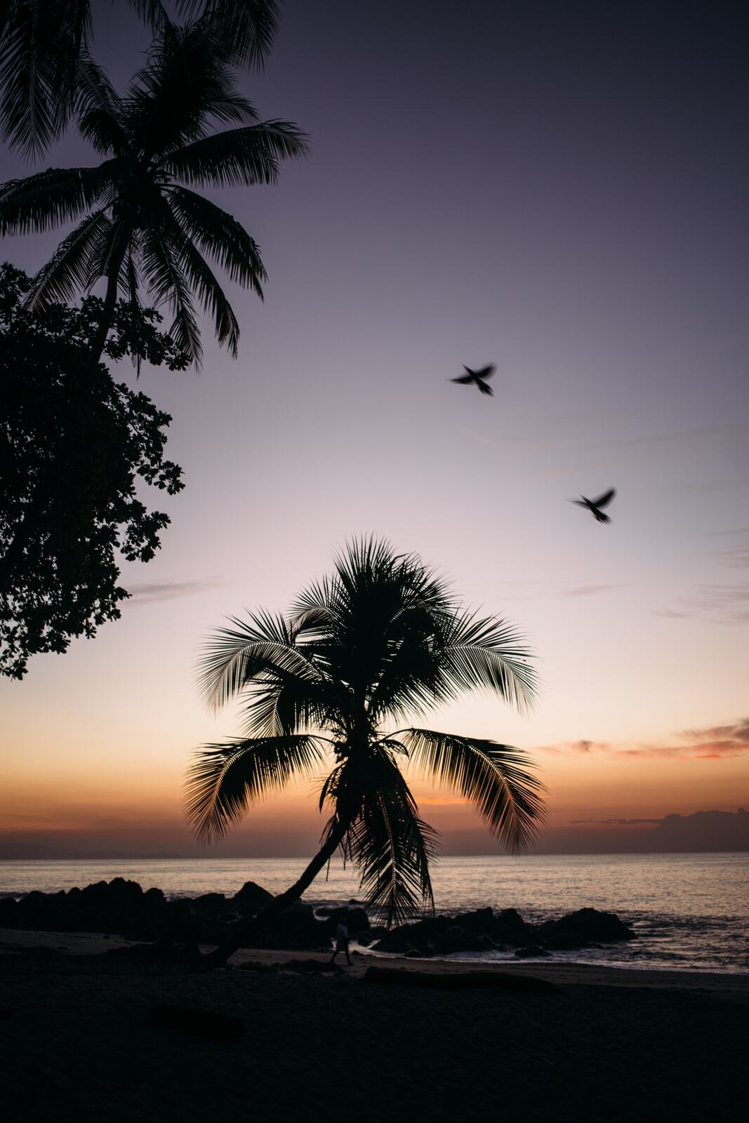 Palm tree and birds at sunset in Costa Rica