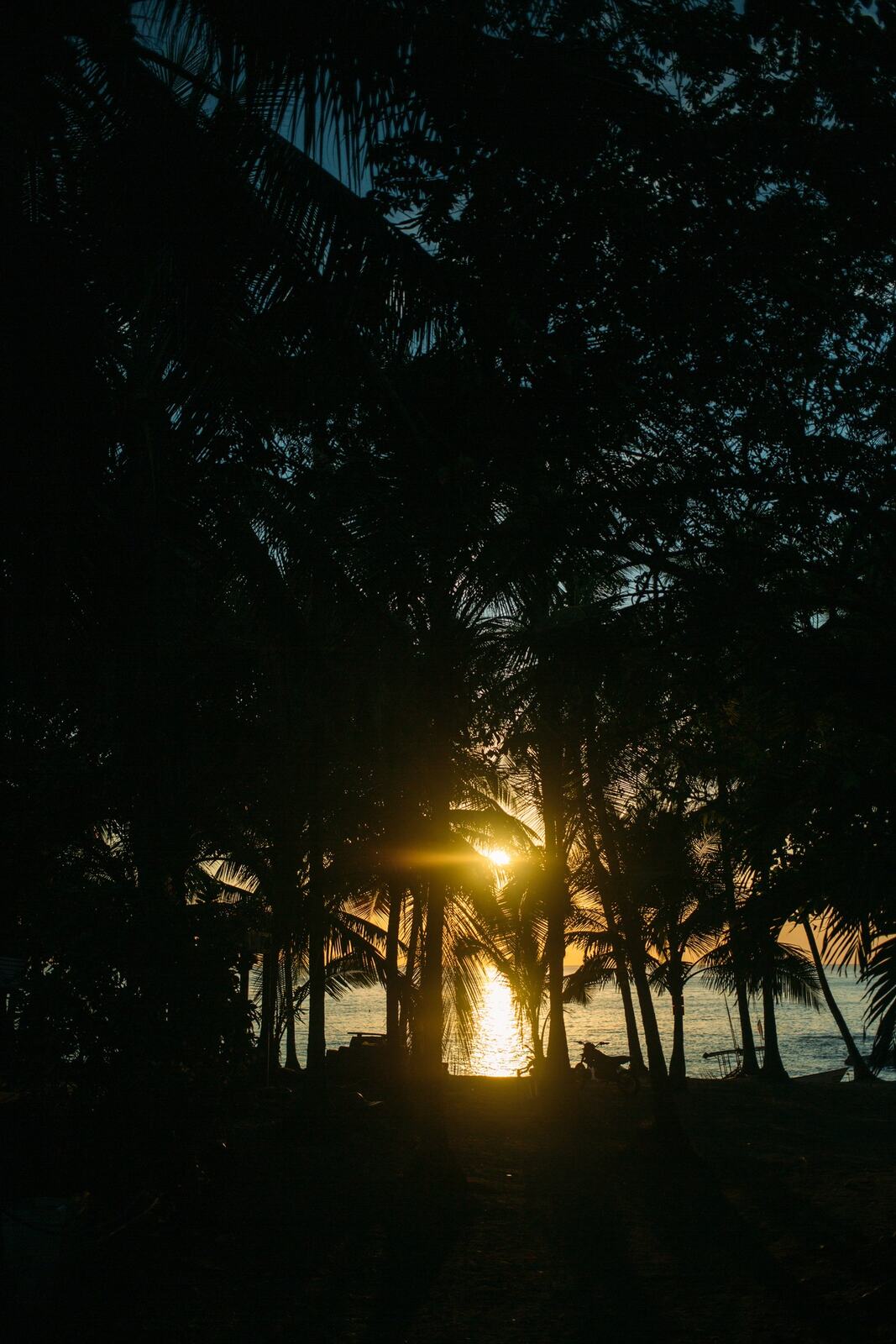 Sunlight through palms near the Costa Rica coast