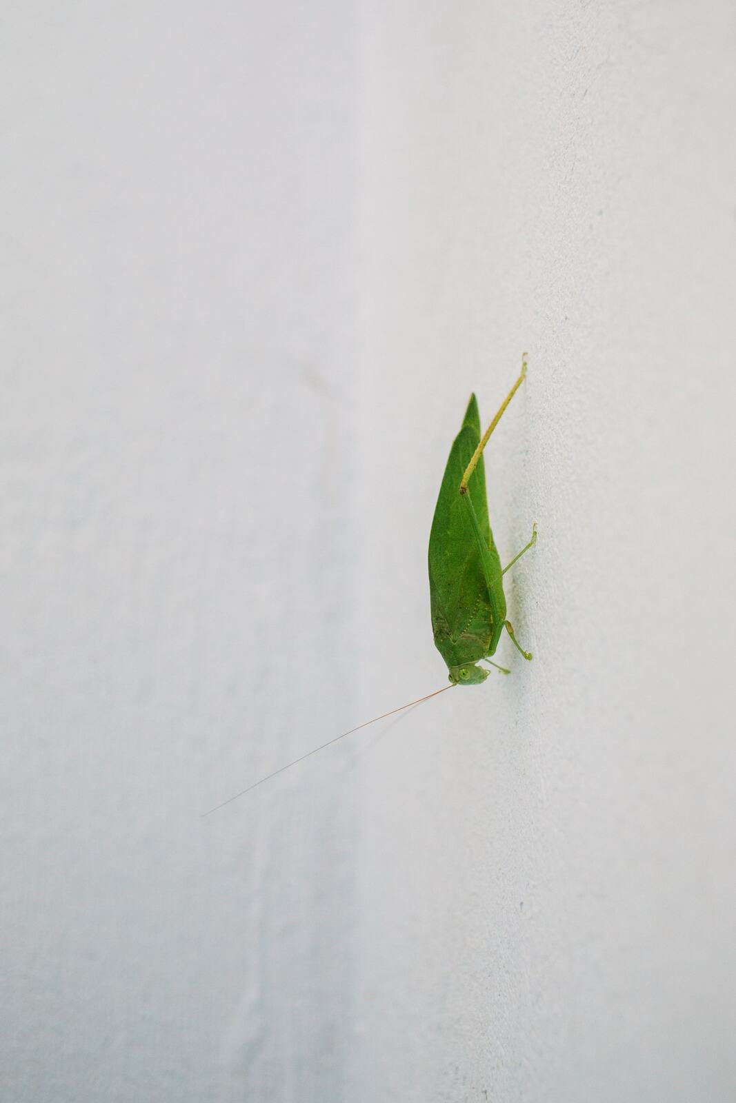 Small green leaf on a white wall