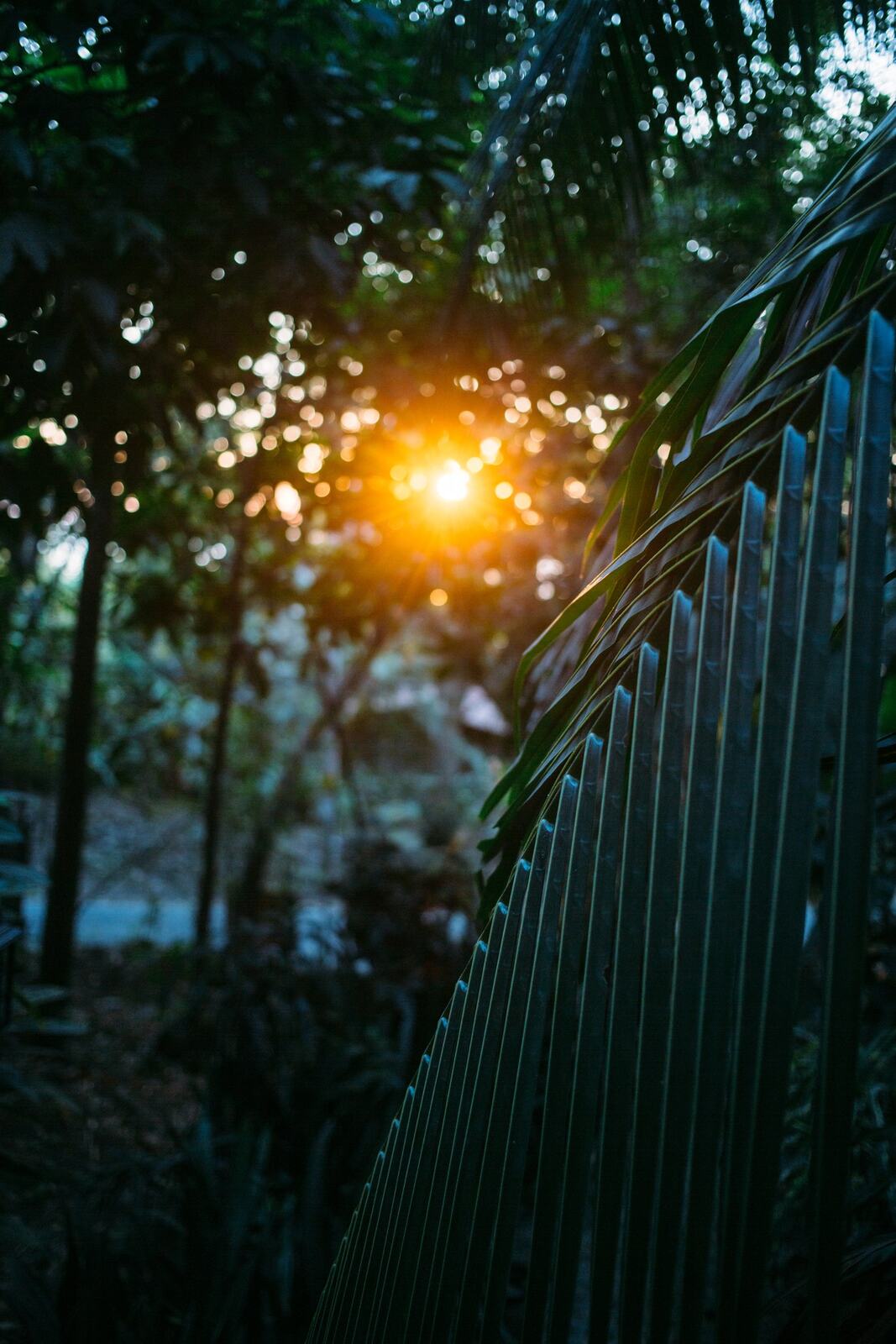 Sun through green rail and foliage in Costa Rica
