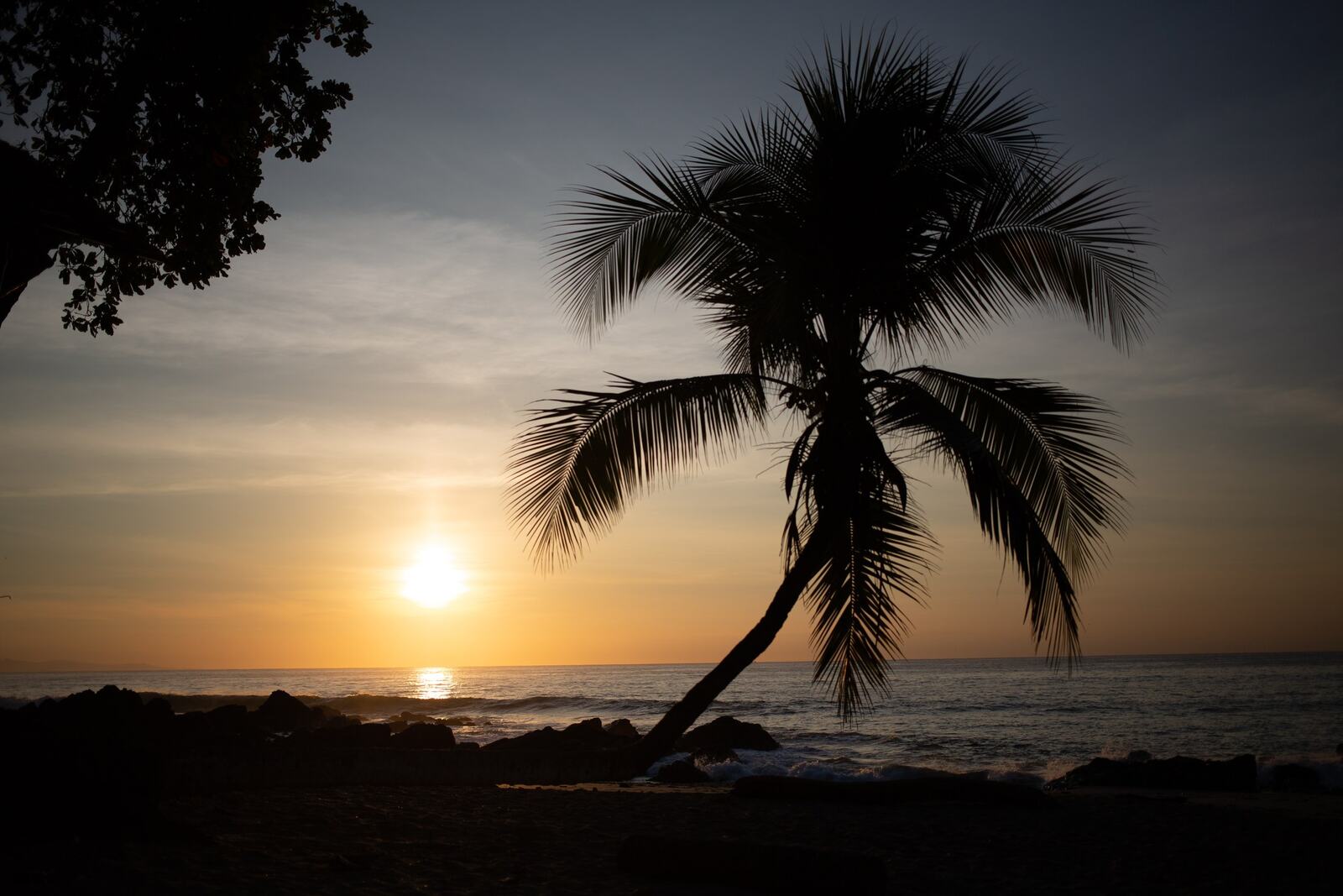 Palm silhouette at sunset over the Costa Rica coast