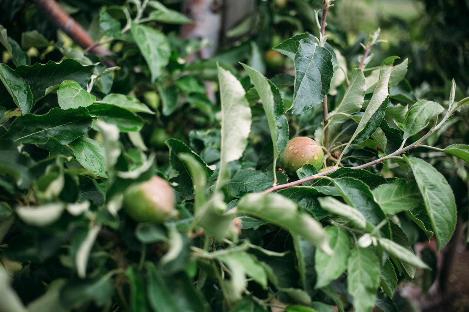 Leslie and Gerome weddings story frame 6: A Brook & Barn - Casorso Heritage Farm wedding in Kelowna, with orchard details, outbuildings, lawn games and a familiar friend-party feeling..