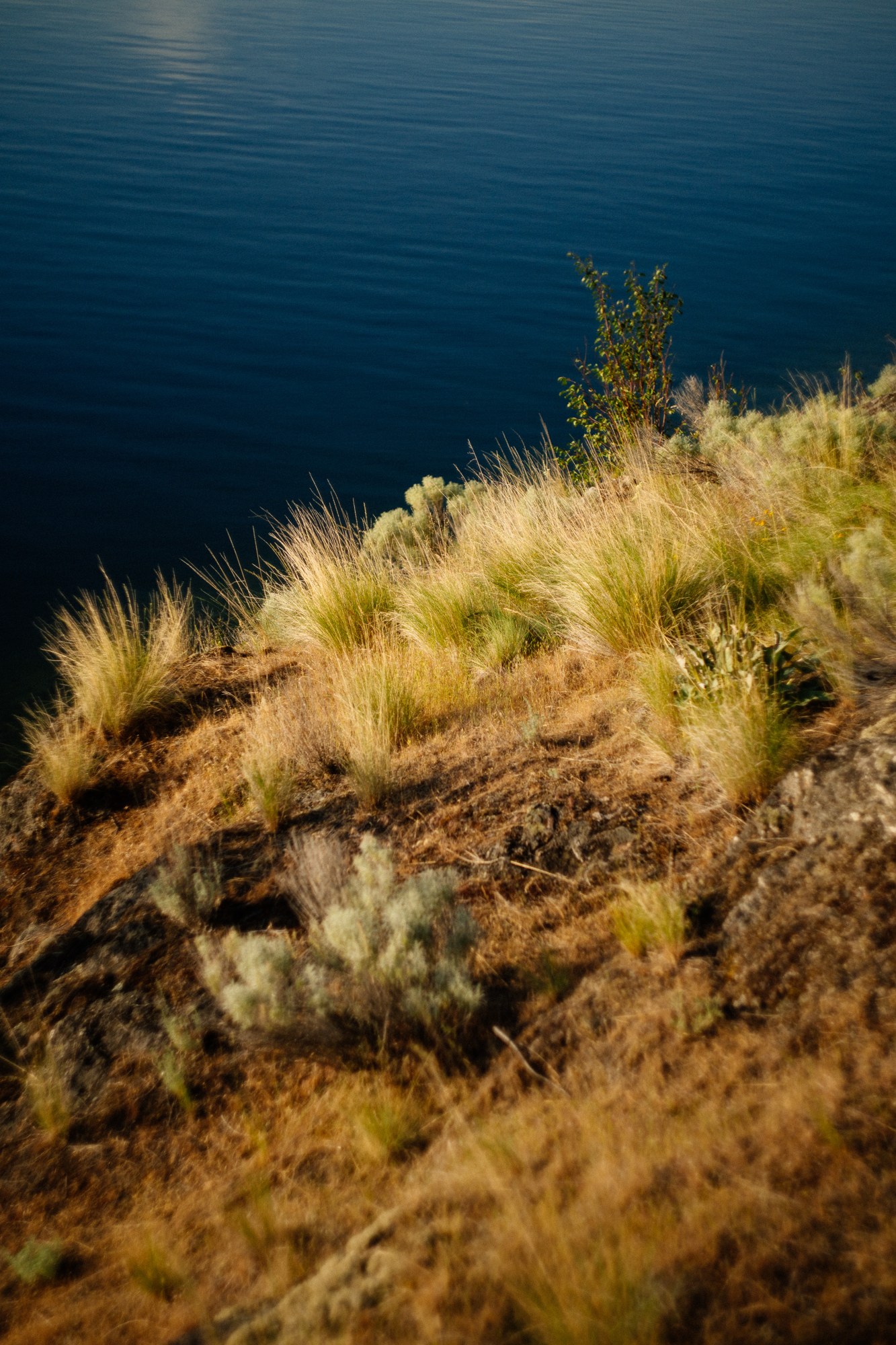 Evening Light at Paul’s Tomb: Golden grasses above deep blue water.