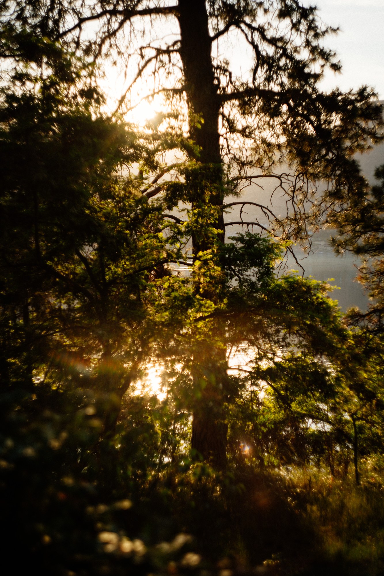 Evening Light at Paul’s Tomb: Warm sunlight passing through the pines.