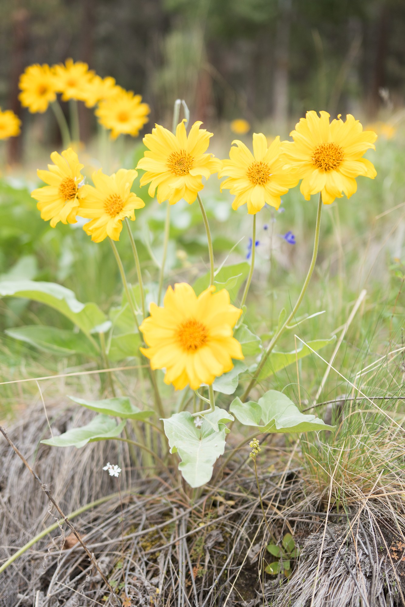 A Spring Walk to Paul’s Tomb: A natural cluster of yellow spring flowers.
