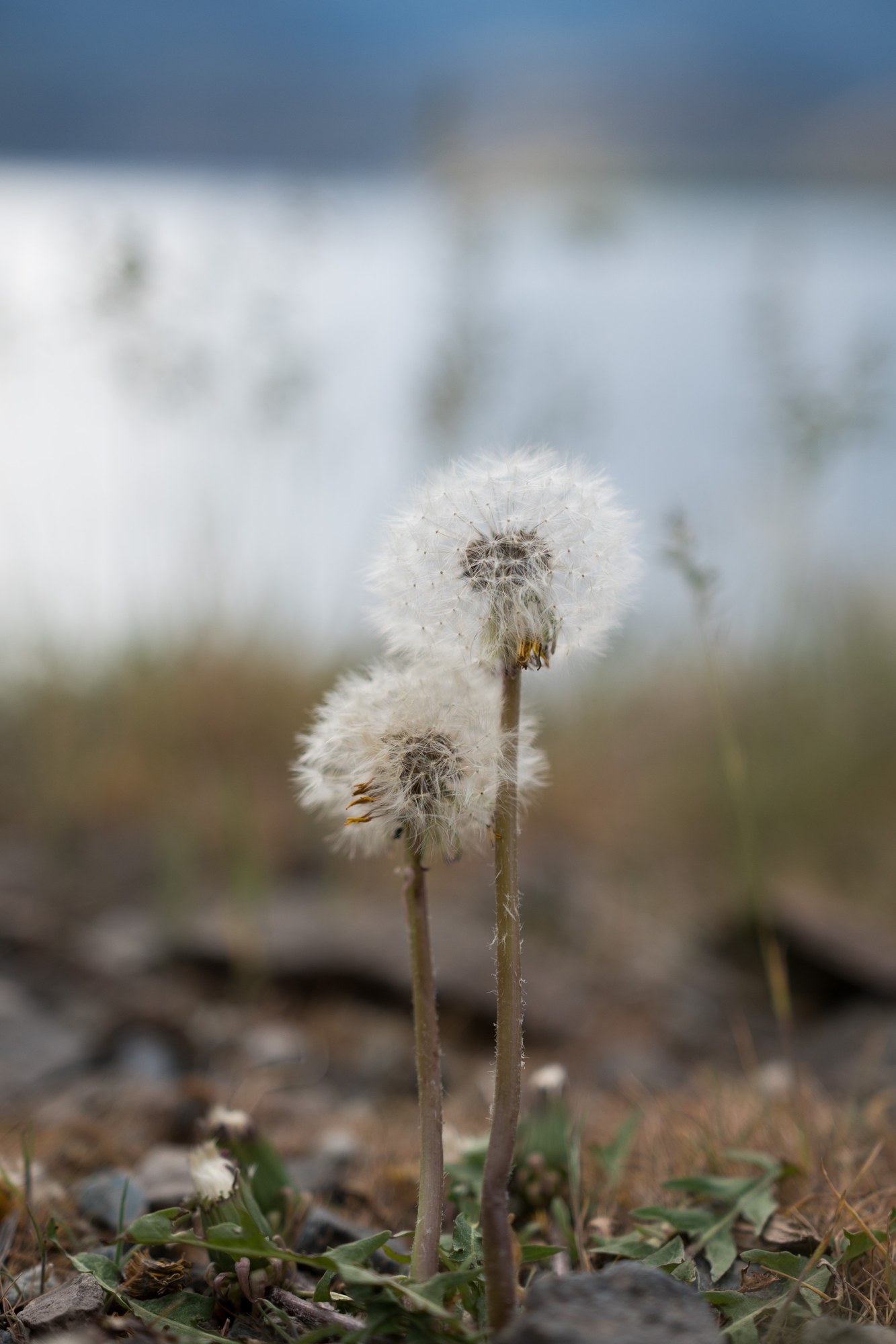 A Spring Walk to Paul’s Tomb: Two dandelion seed heads above the shore.
