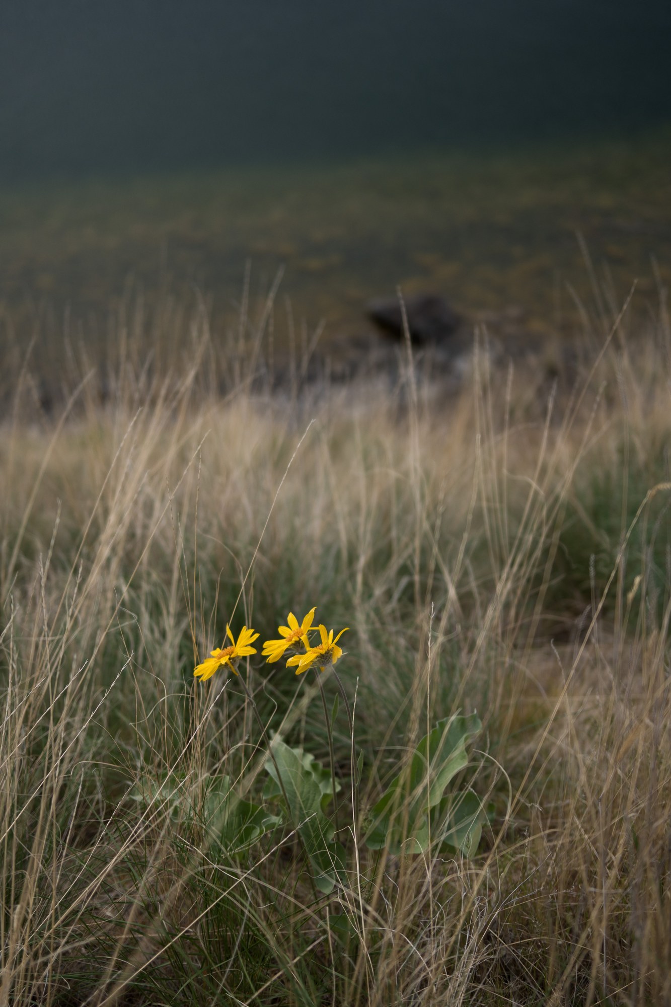 A Spring Walk to Paul’s Tomb: Yellow flowers and dry grass above the water.