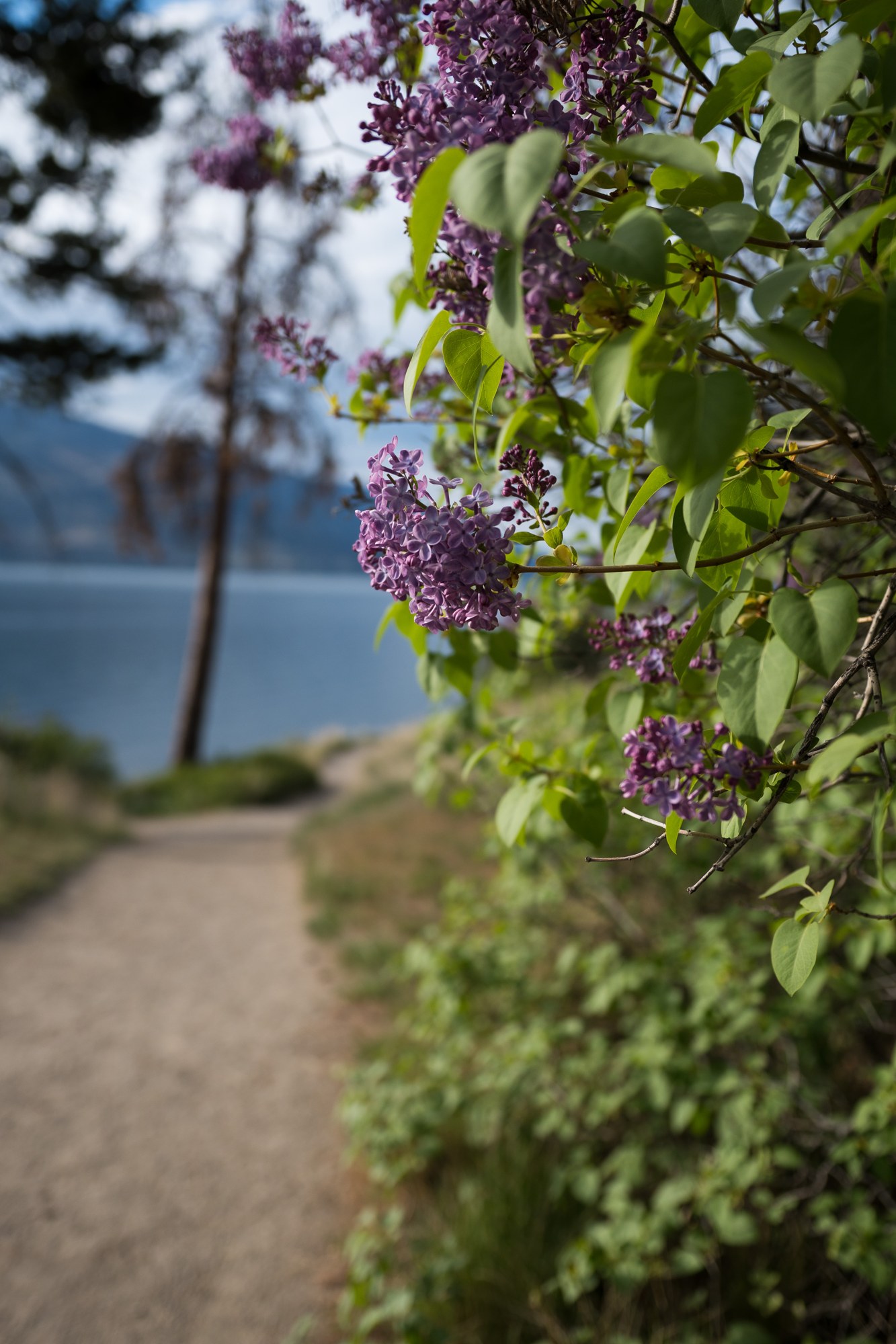 A Spring Walk to Paul’s Tomb: Lilac blooms framing the lakeside path.