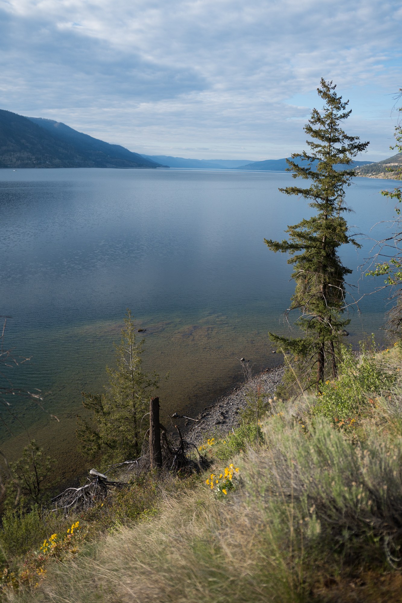 A Spring Walk to Paul’s Tomb: A calm open lake view beside a slender pine.