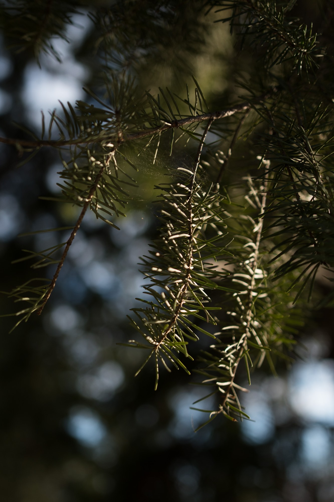 A Spring Walk to Paul’s Tomb: Sunlit pine needles against a dark background.