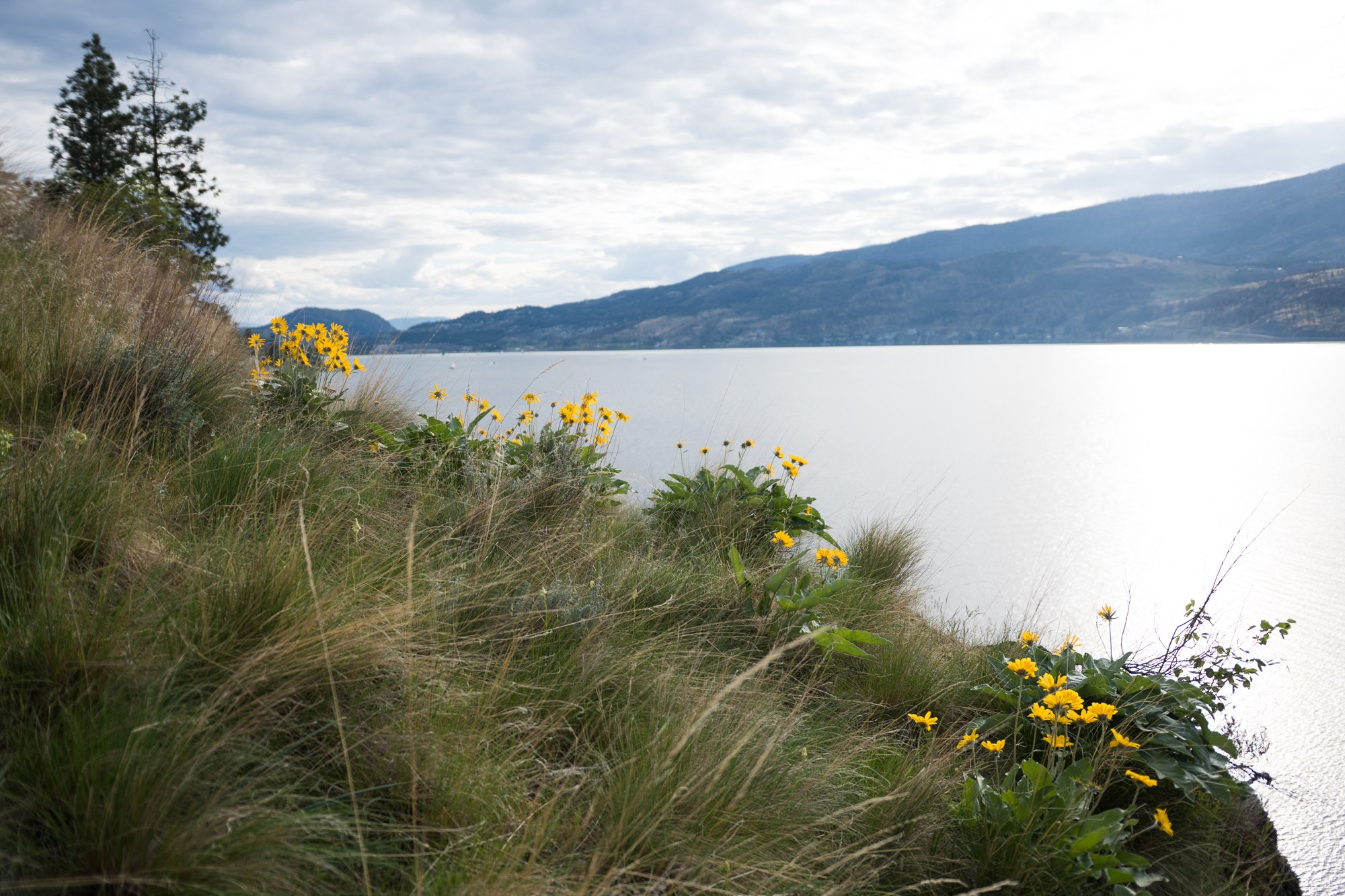 Yellow spring flowers above Okanagan Lake on the Paul’s Tomb trail.