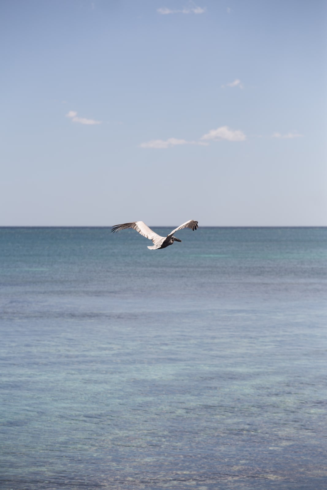 Pelican crossing a Mexico lagoon