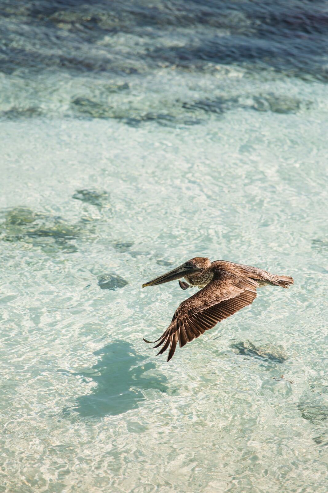 Pelican flying low over clear Mexico water