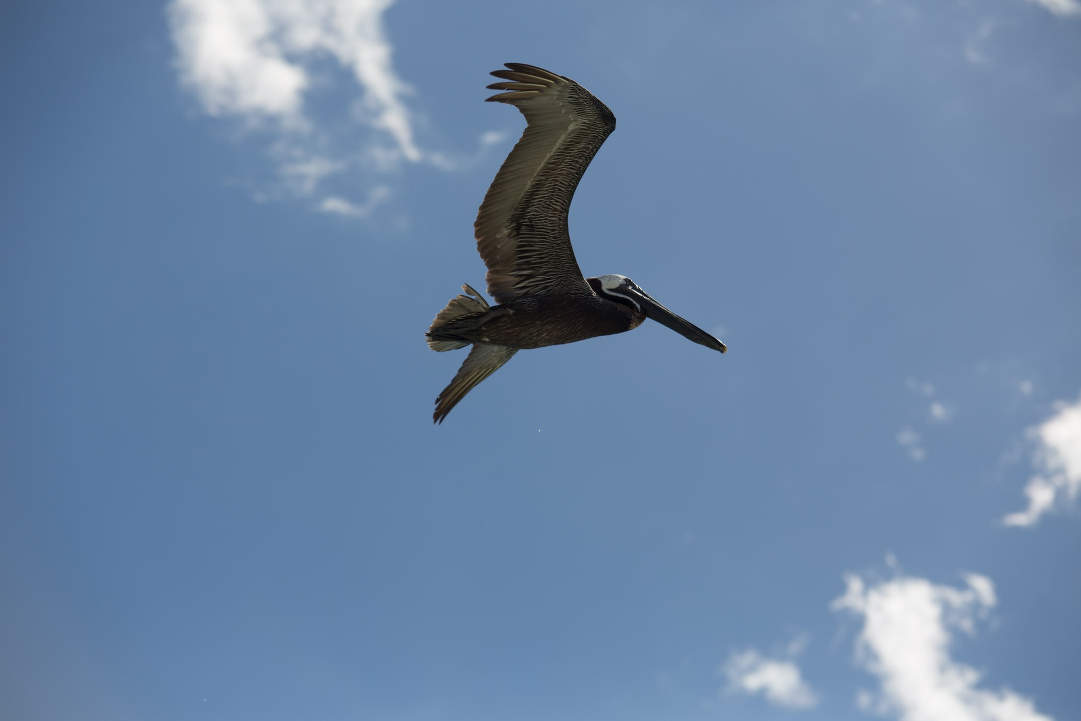 Bird in open Mexico sky