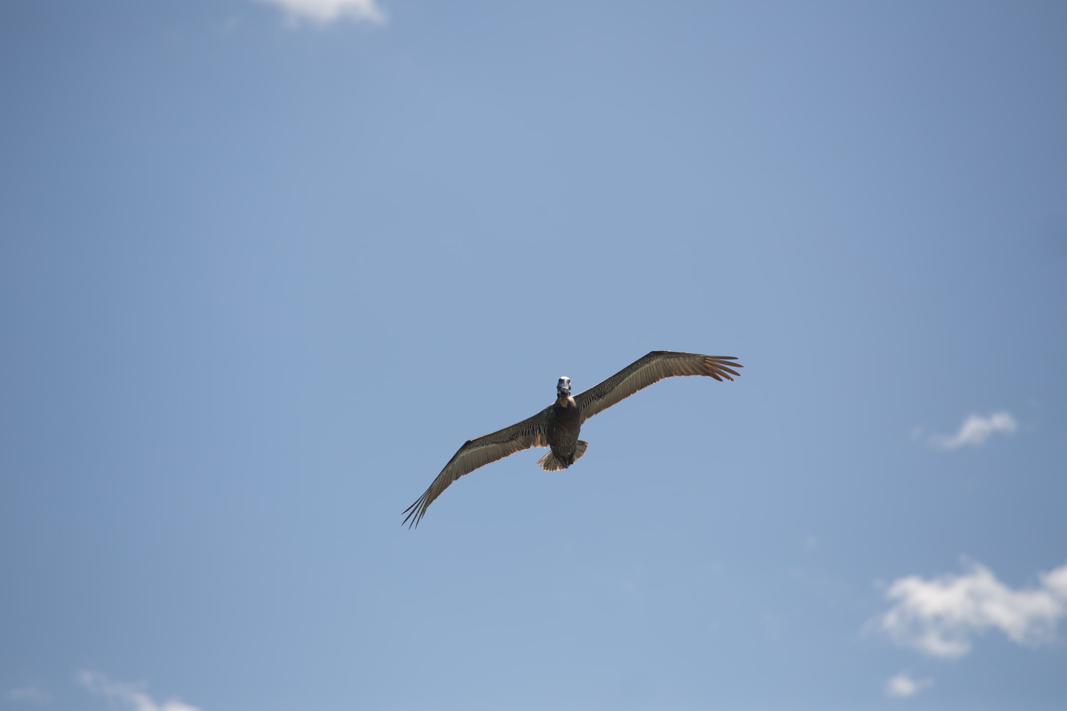 Small bird in a wide blue sky