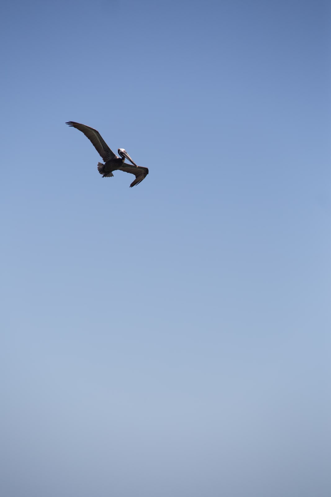Dark wing over pale Mexico sky
