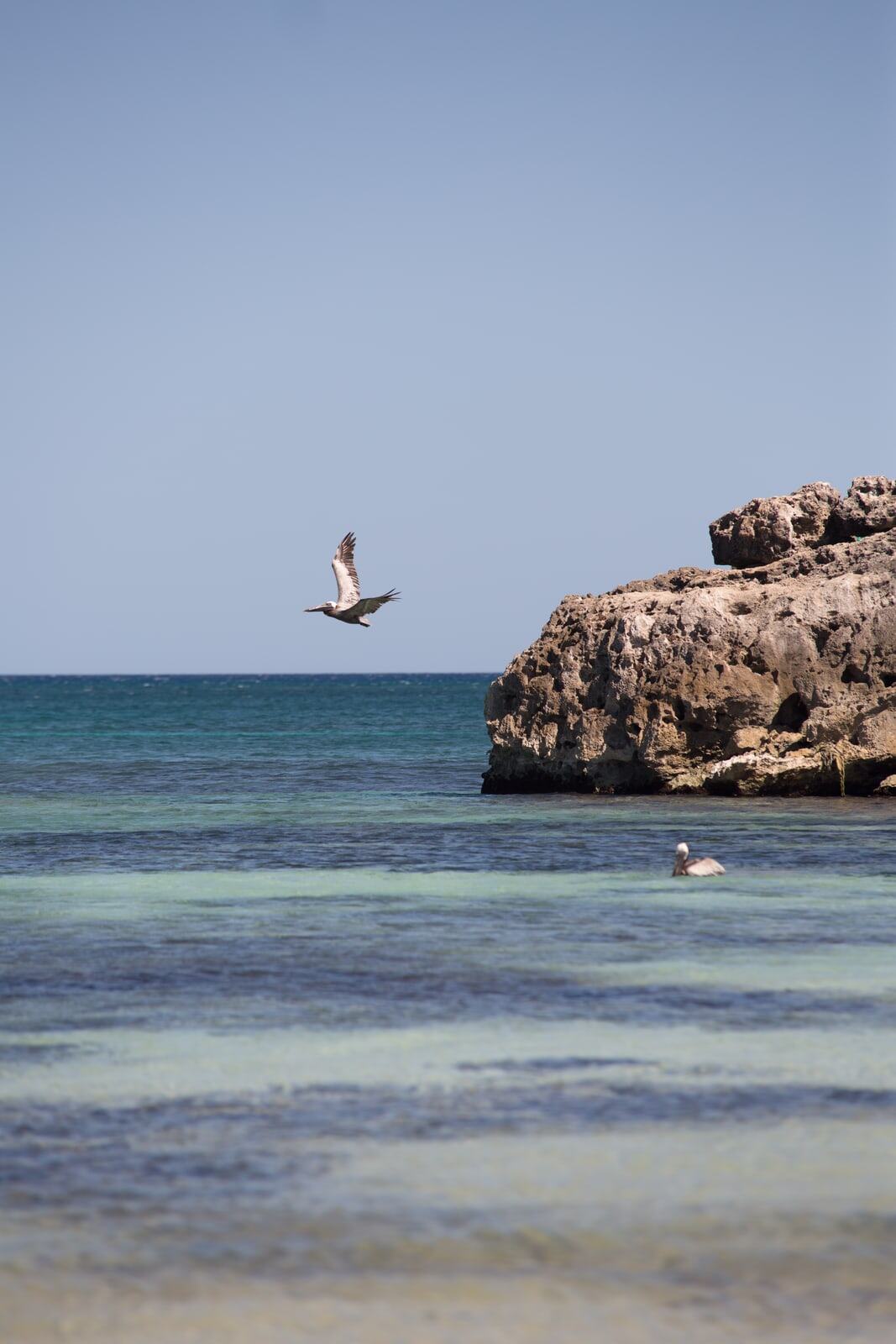 Bird wing line over coastal rock