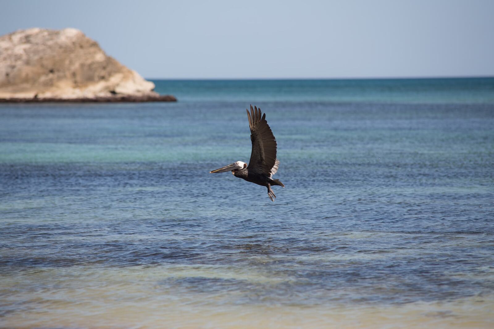 Pelican passing the Mexico coast
