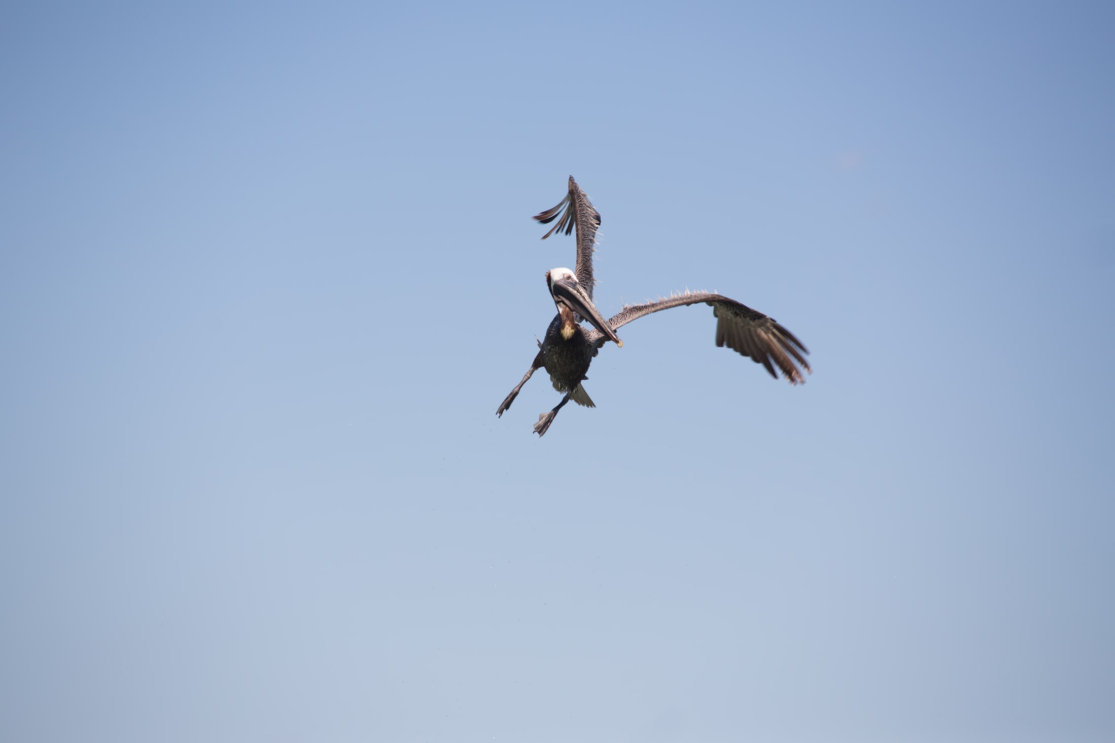 Pelican dive over open water