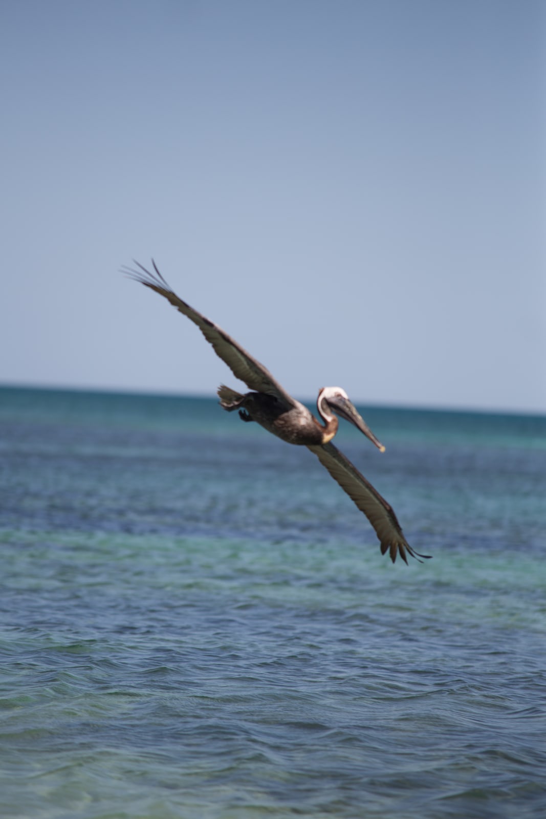 Long pelican wing over the sea