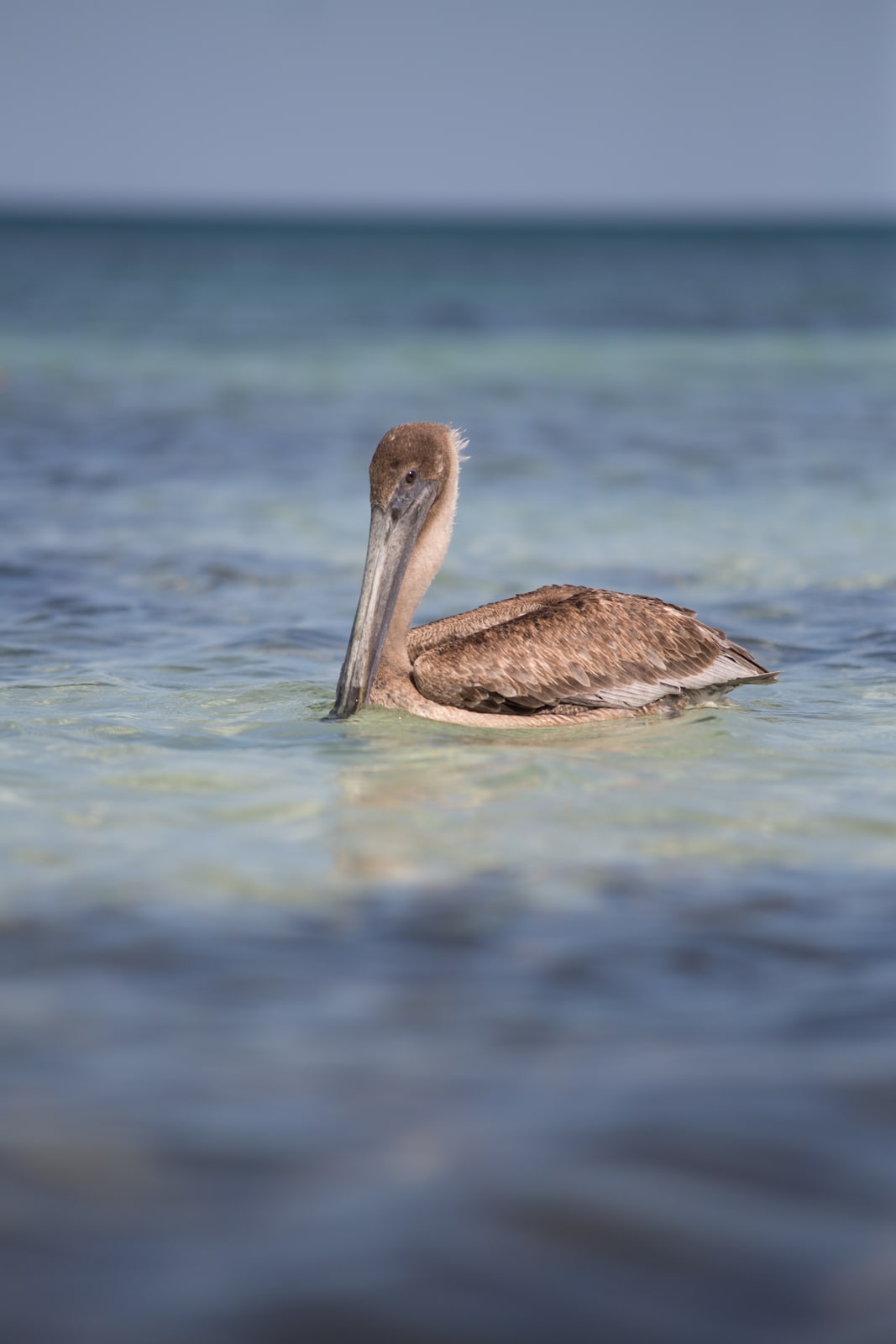 Pelican resting in blue Mexico water